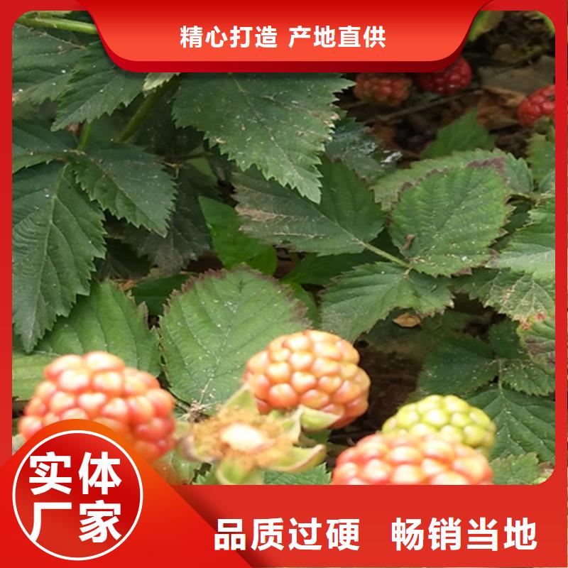 樹(shù)莓奶油草莓實(shí)力雄厚品質(zhì)保障