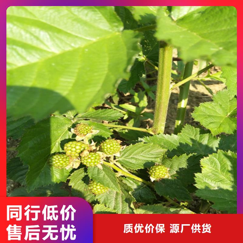 樹(shù)莓_櫻桃苗規(guī)格齊全