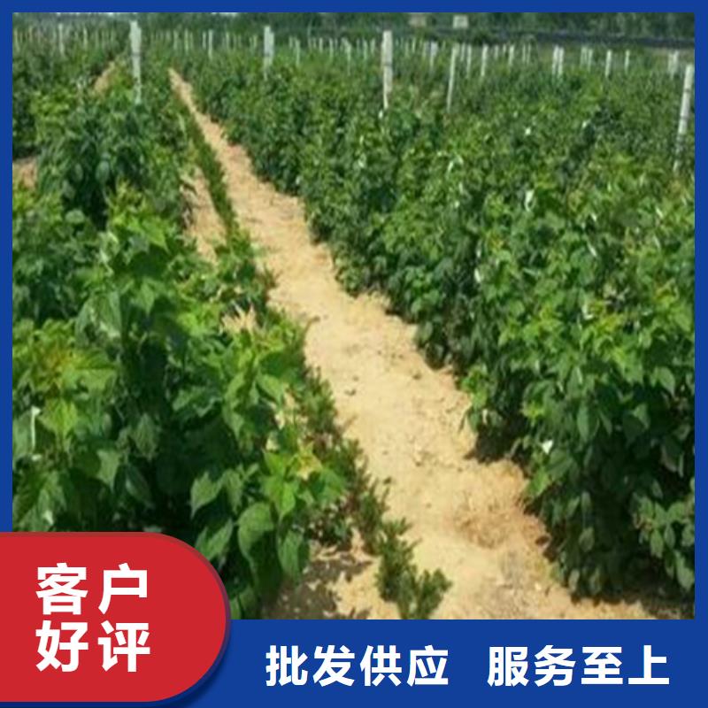 树莓_板栗苗质量层层把关