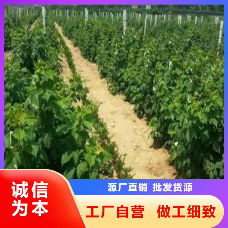 树莓苹果苗源头厂家来图定制