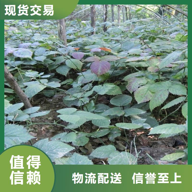 树莓_板栗苗质量层层把关