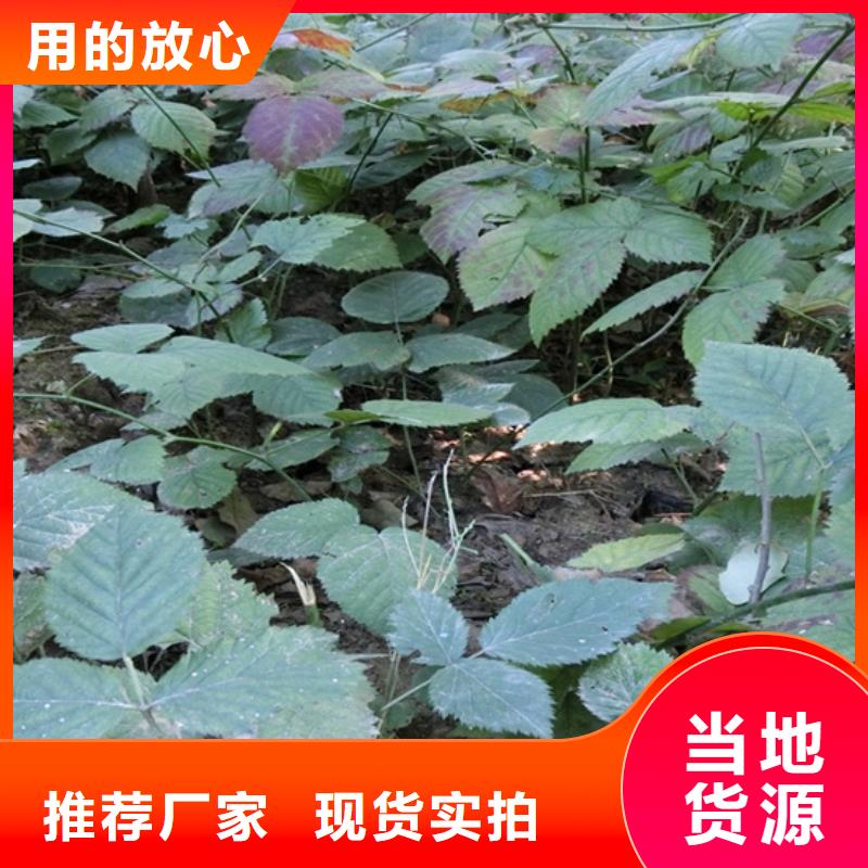 树莓苹果苗技术先进