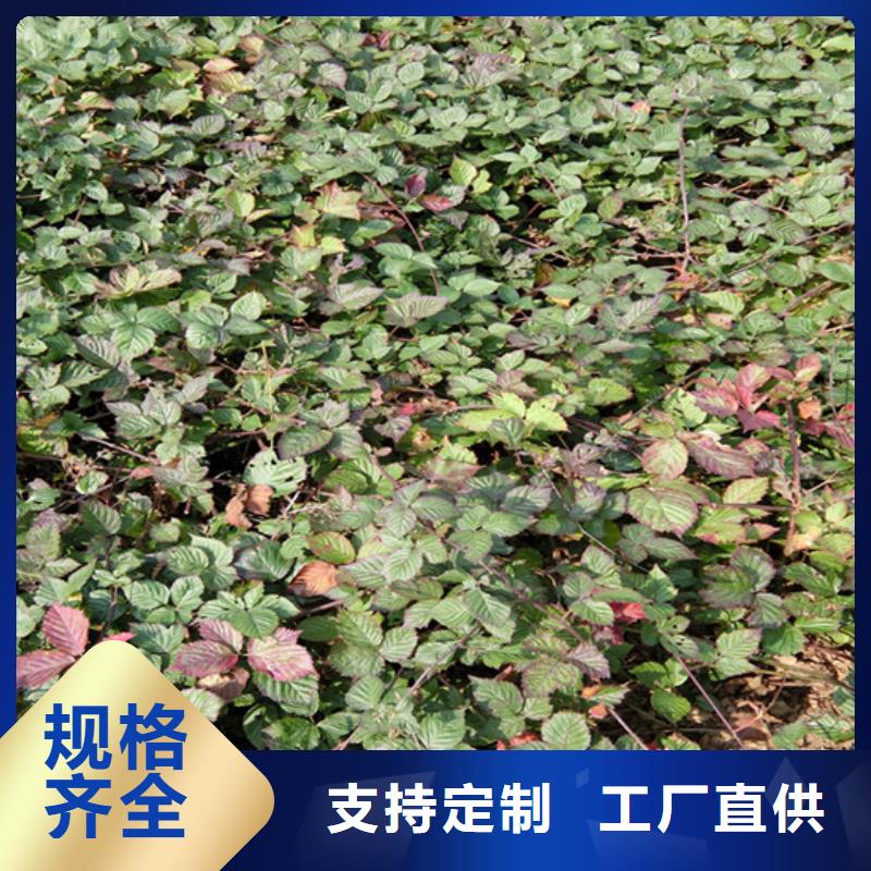 樹莓-杏樹苗嚴(yán)選材質(zhì)