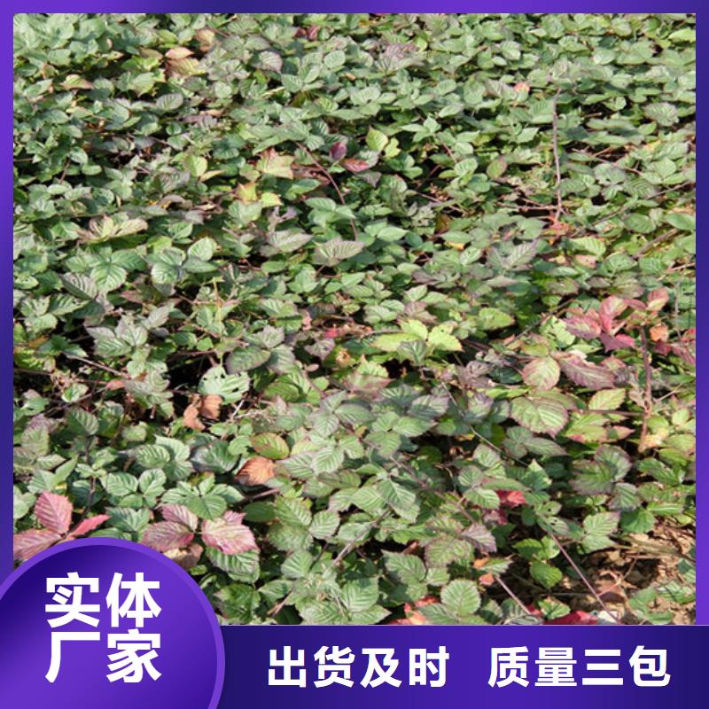 树莓奶油草莓实力雄厚品质保障