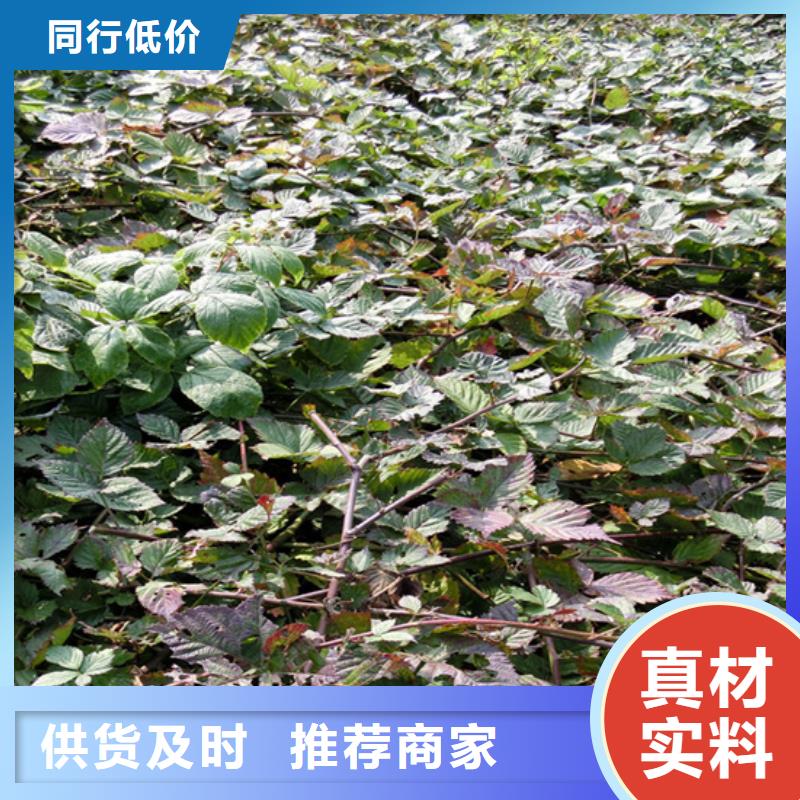 樹莓石榴苗誠信經(jīng)營現(xiàn)貨現(xiàn)發(fā)