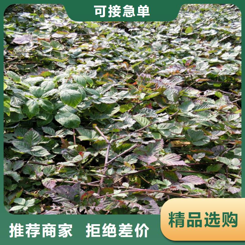樹(shù)莓【桃樹(shù)苗】符合標(biāo)準(zhǔn)