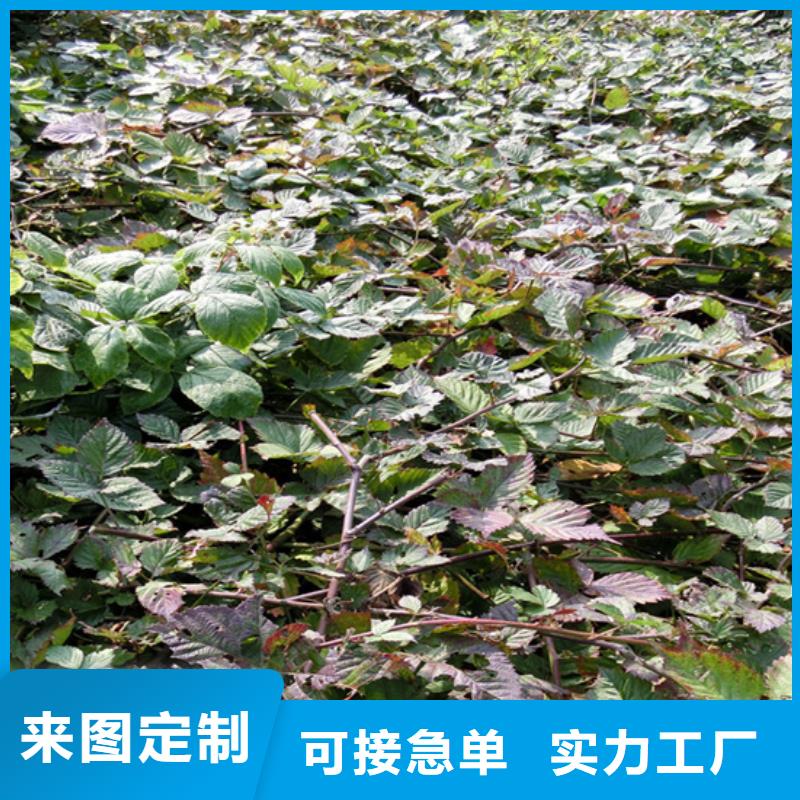 樹莓蘋果苗技術(shù)先進(jìn)