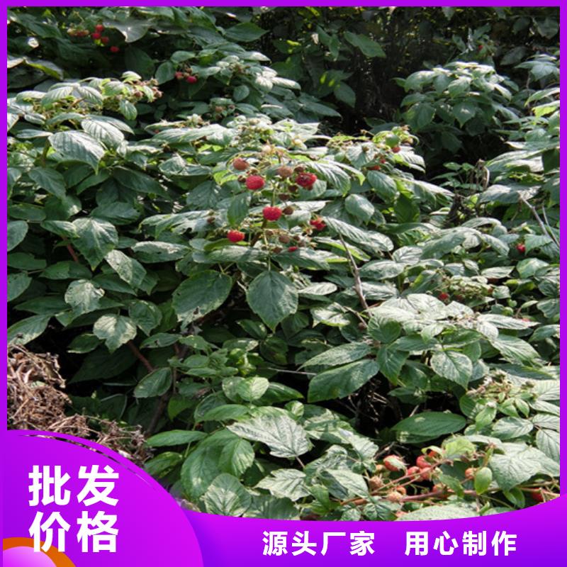樹莓蘋果苗技術(shù)先進(jìn)