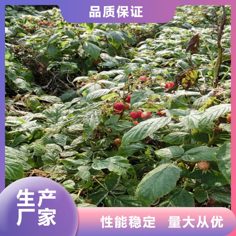 樹(shù)莓【桃樹(shù)苗】符合標(biāo)準(zhǔn)
