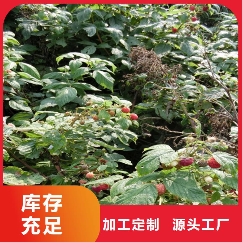 樹莓蘋果苗技術(shù)先進(jìn)