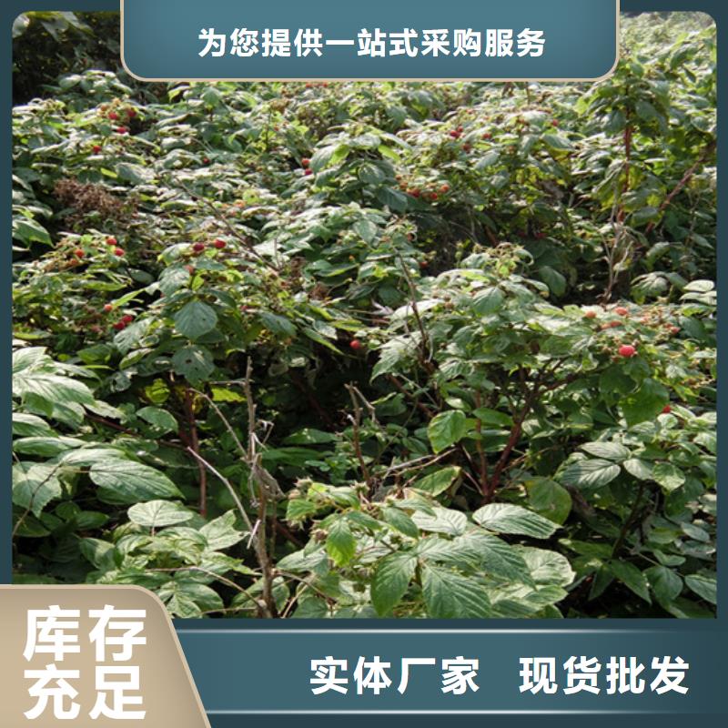 樹莓蘋果苗專注產品質量與服務