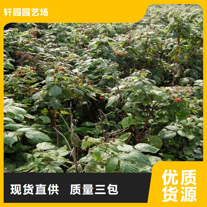 樹莓蘋果苗技術(shù)先進(jìn)