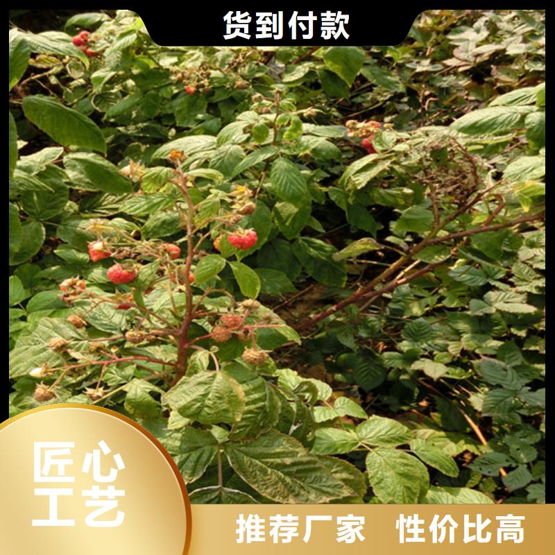 樹莓蘋果苗專注產品質量與服務