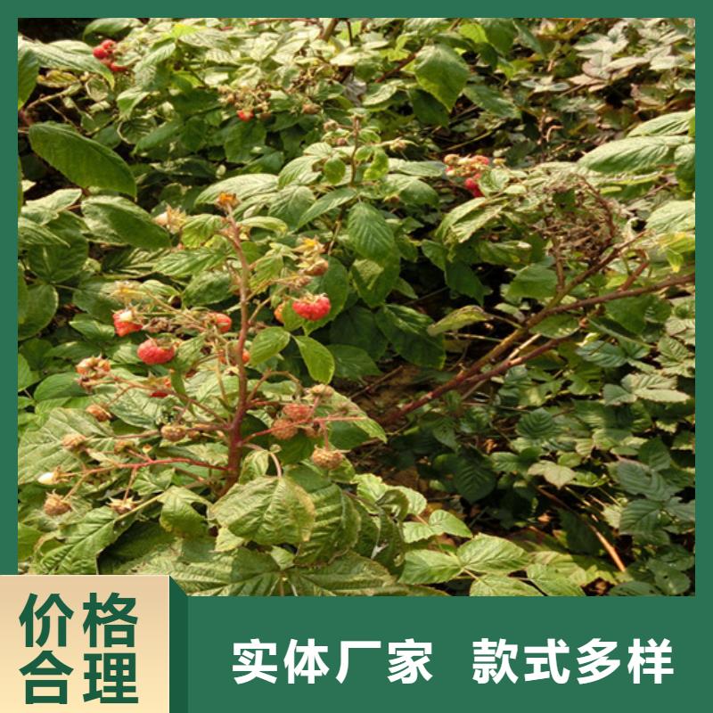樹莓蘋果苗技術(shù)先進(jìn)