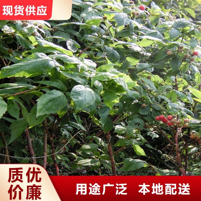 樹莓蘋果苗專注產品質量與服務
