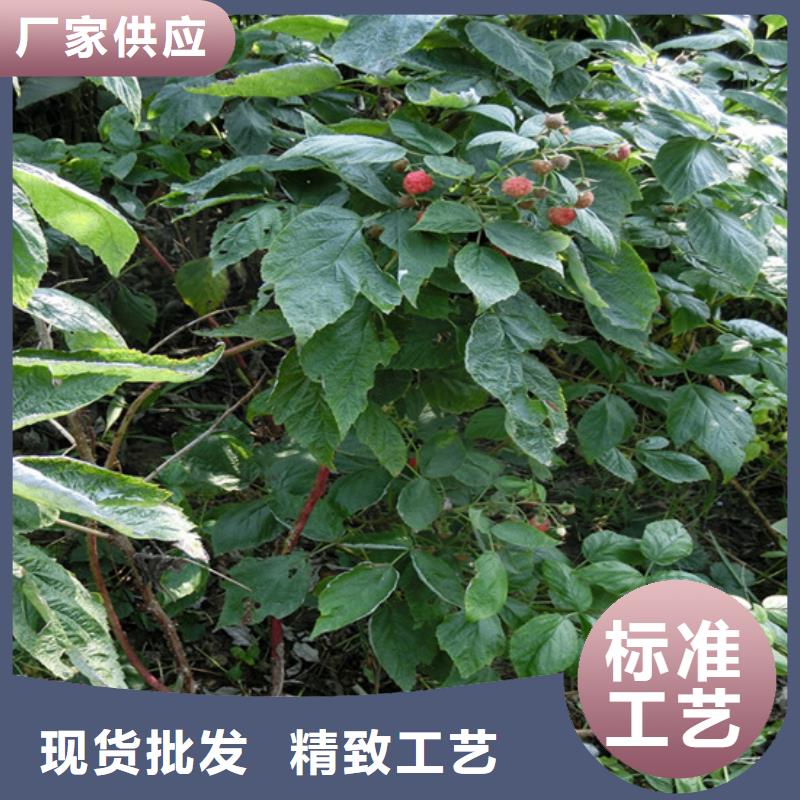 树莓苹果苗源头厂家来图定制