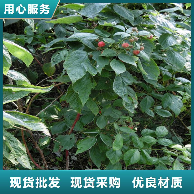 樹莓蘋果苗專注產品質量與服務