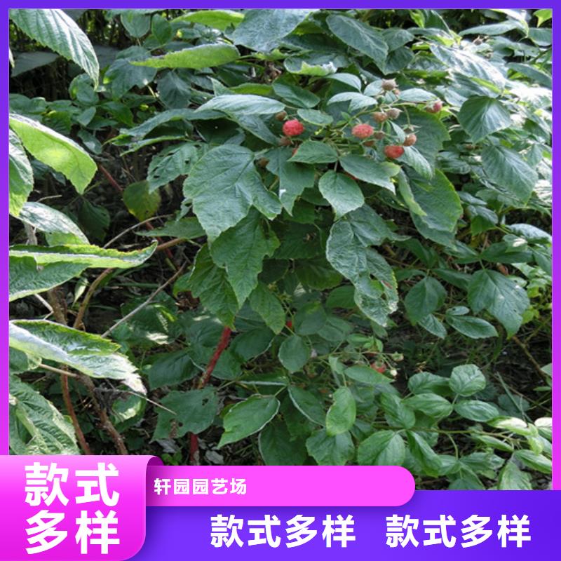 树莓奶油草莓实力雄厚品质保障