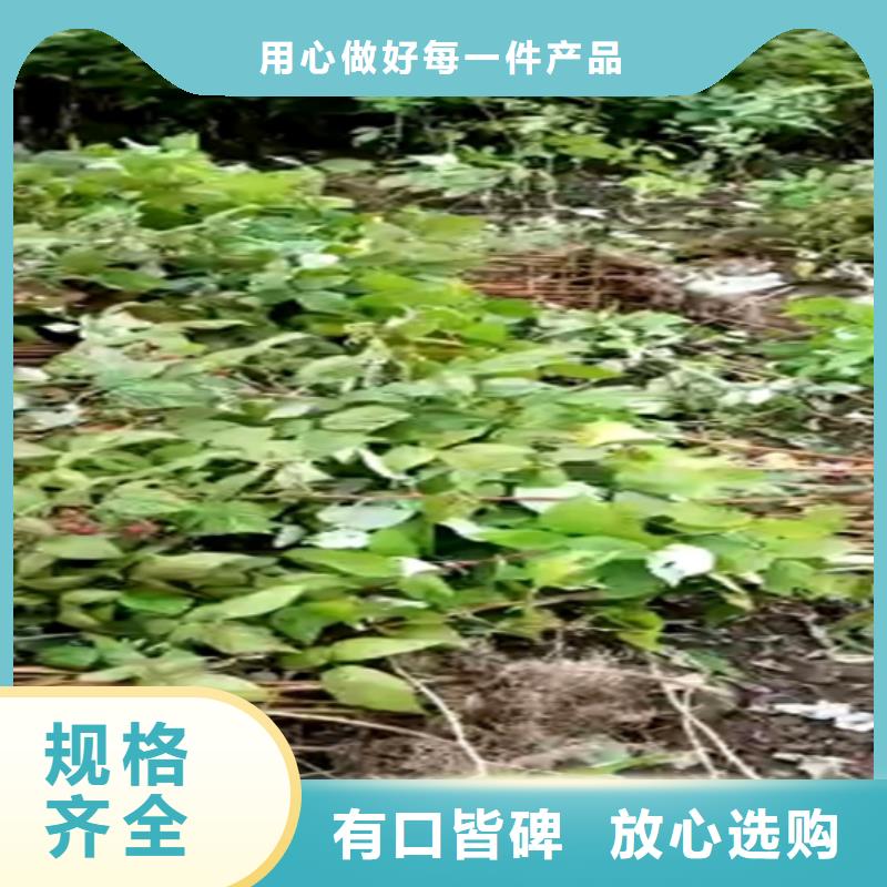 树莓奶油草莓实力雄厚品质保障