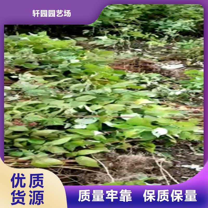 樹莓蘋果苗專注產品質量與服務