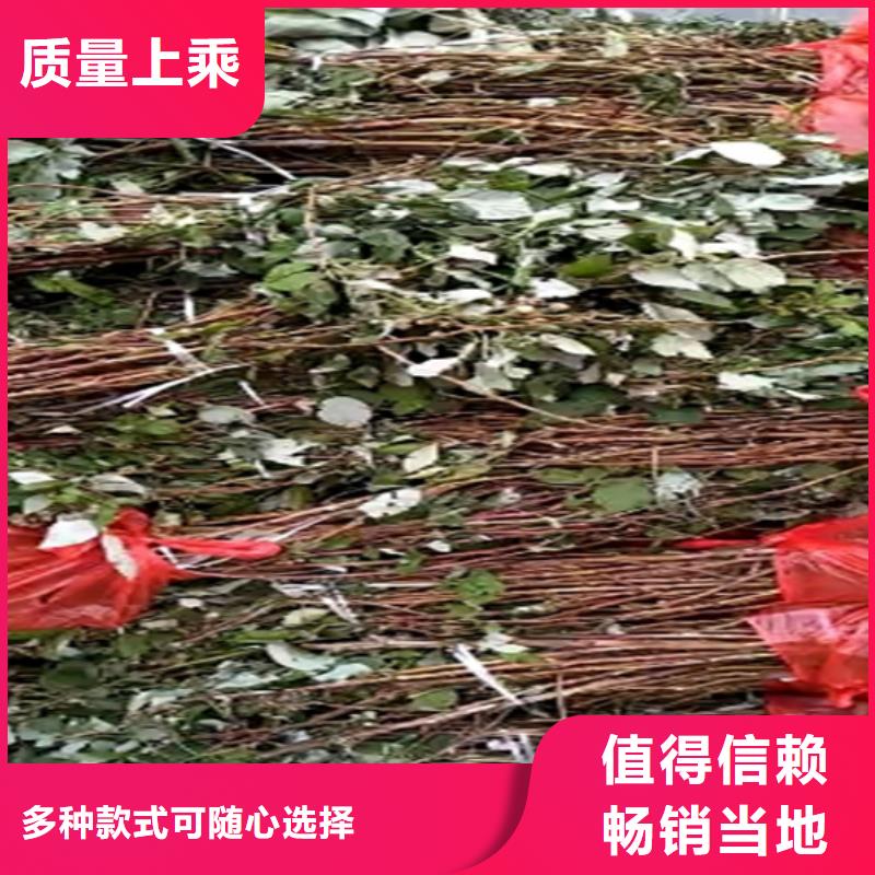 樹莓蘋果苗技術(shù)先進(jìn)