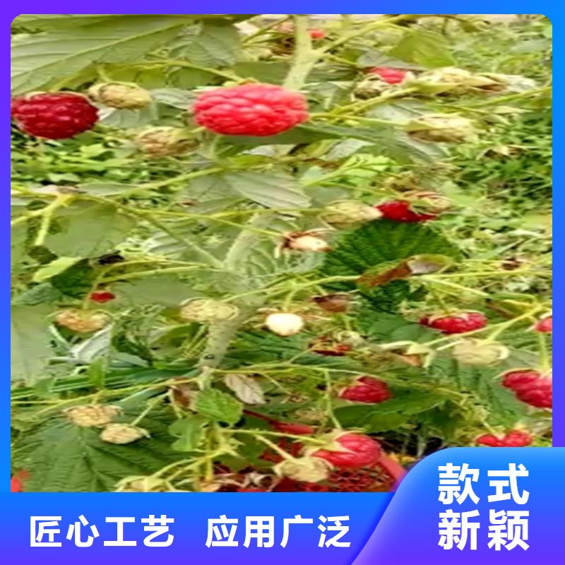 樹莓蘋果苗專注產品質量與服務
