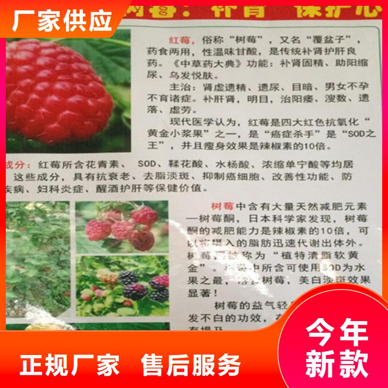 树莓苹果苗源头厂家来图定制