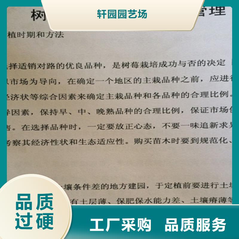 樹莓蘋果苗專注產品質量與服務