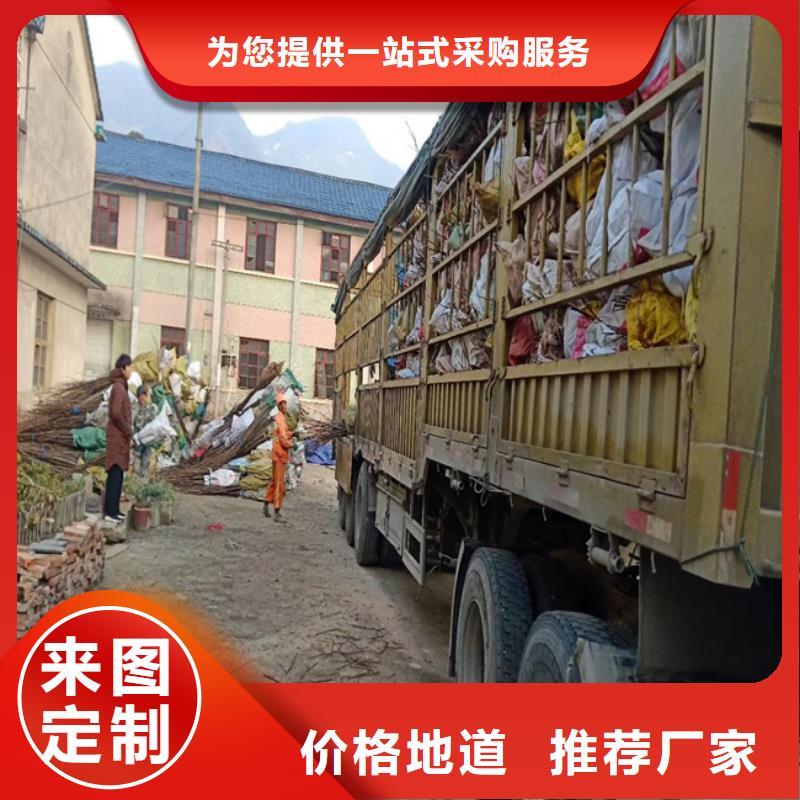 碧根果梨樹苗專業(yè)完善售后