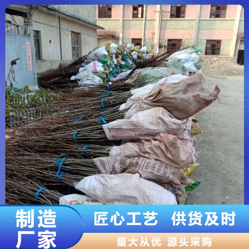 碧根果梨树苗专业完善售后