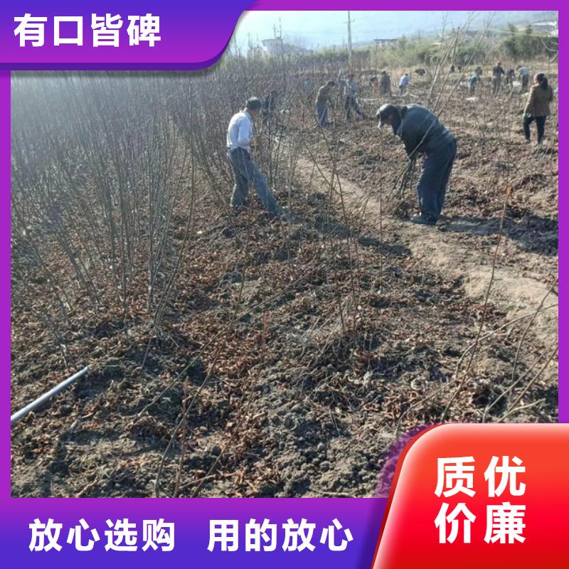 碧根果桃树苗好品质用的放心