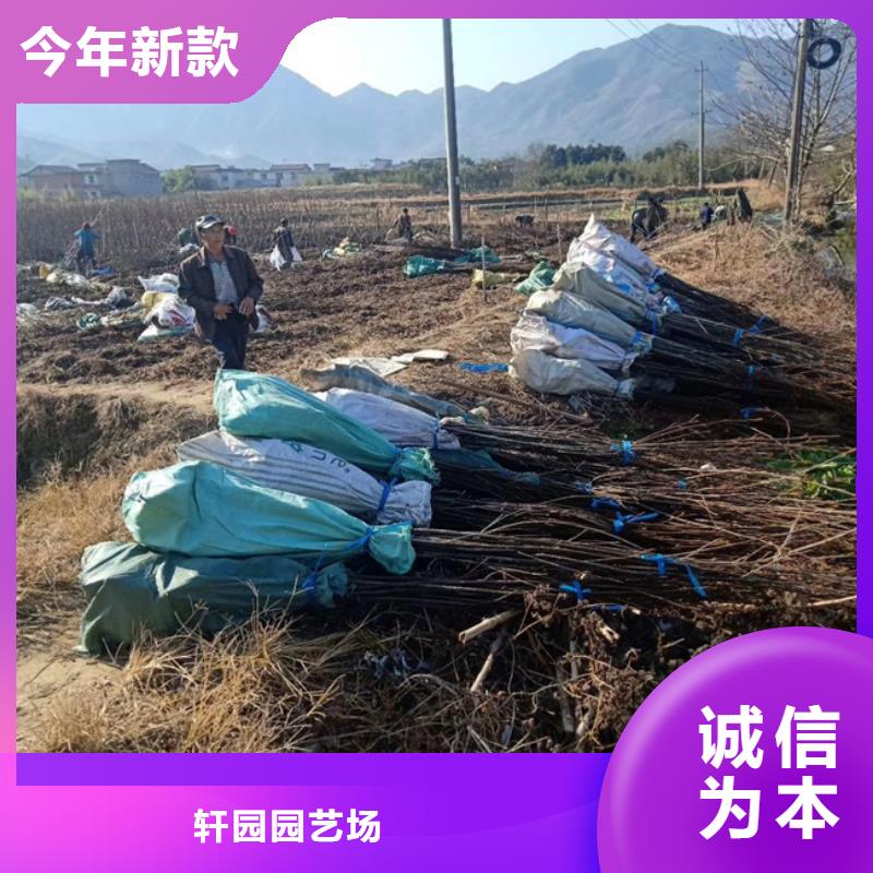 碧根果石榴树源头直供