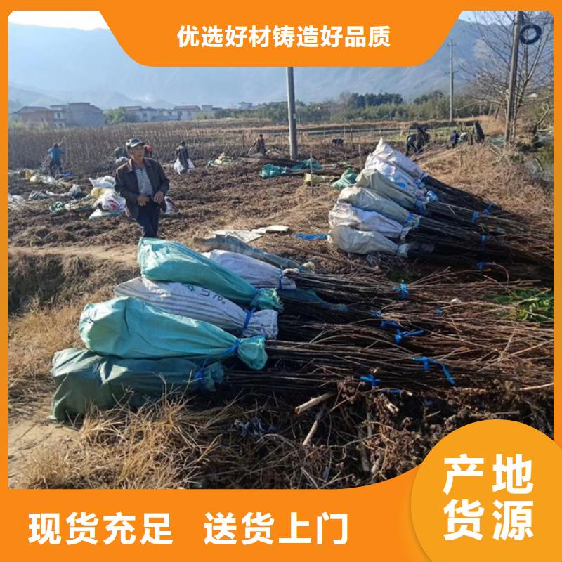 碧根果_蘋果苗優(yōu)選貨源