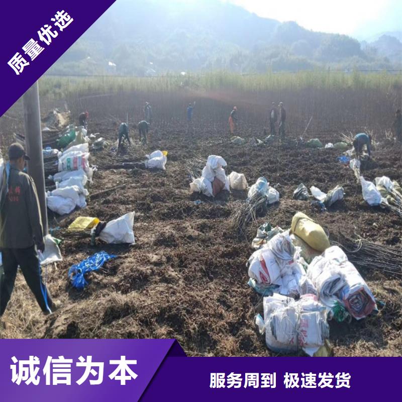 碧根果樱桃苗放心购