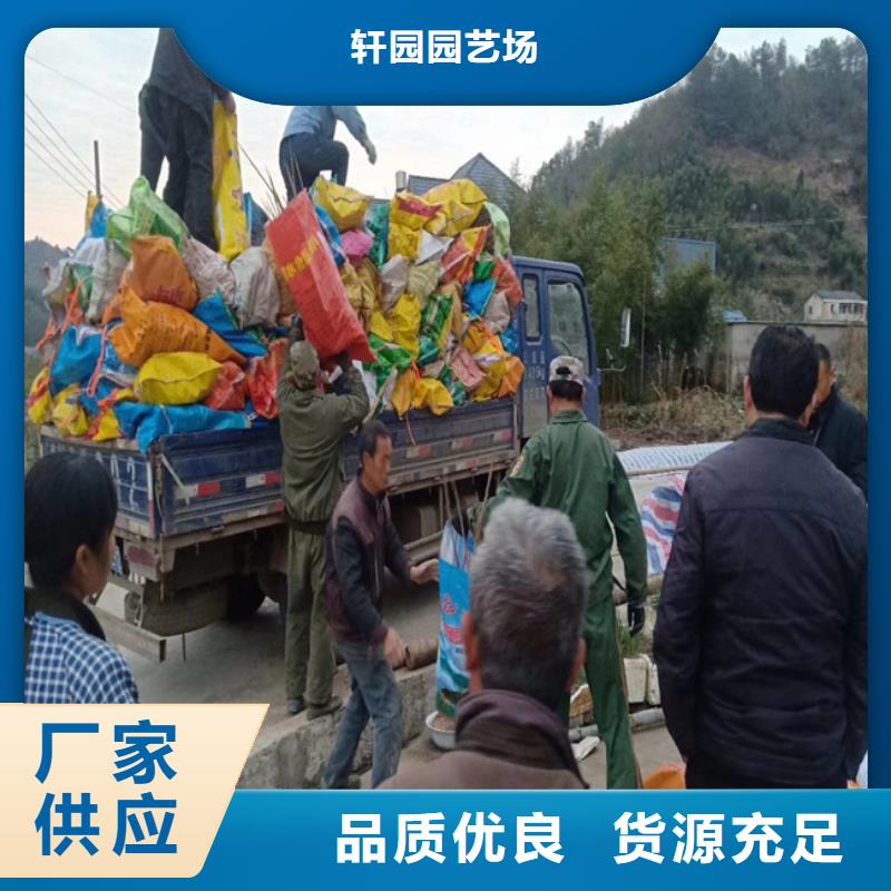 碧根果石榴树源头直供
