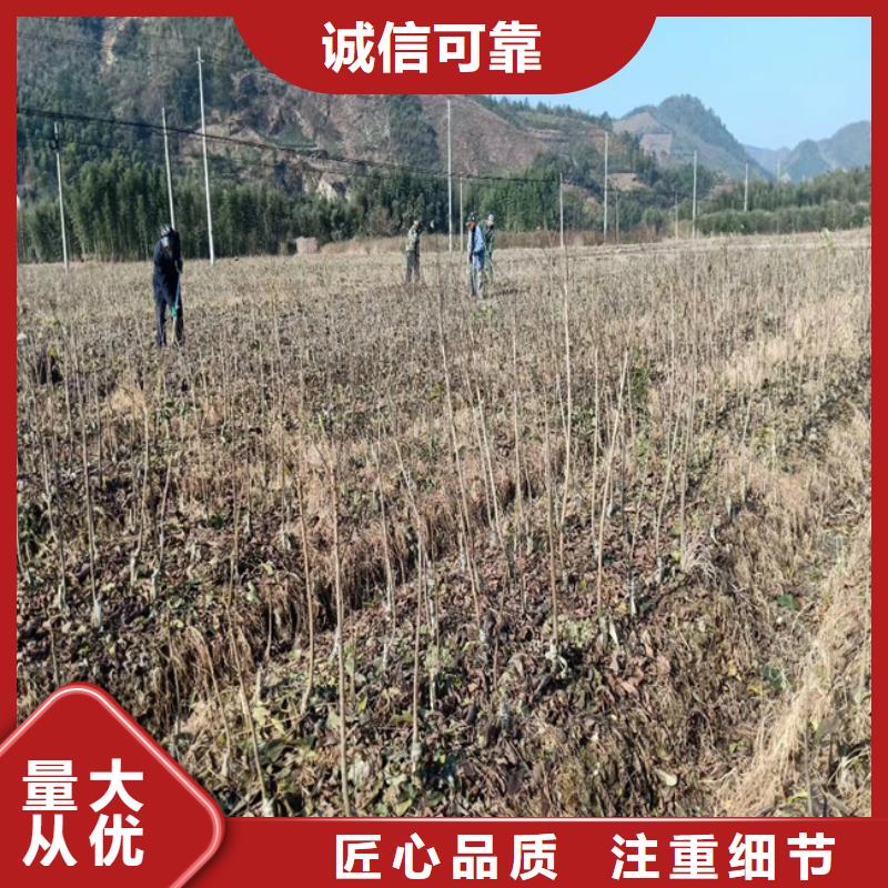 碧根果梨樹苗專業(yè)完善售后