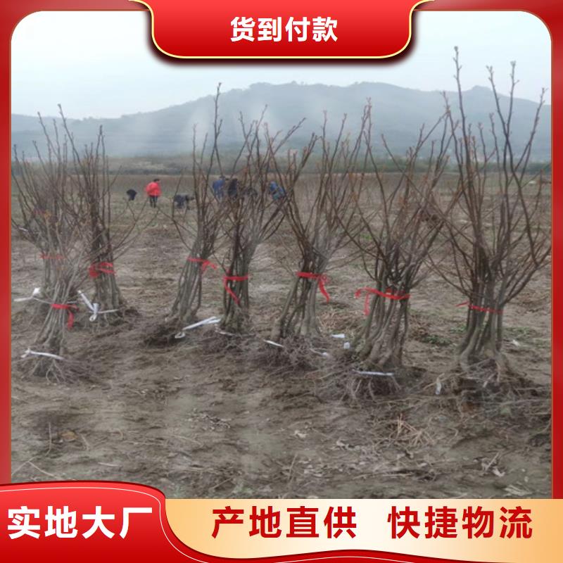 碧根果梨树苗专业完善售后