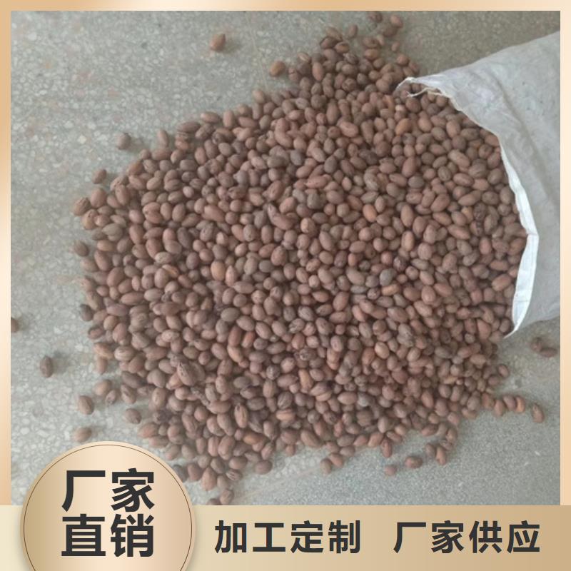 碧根果桃树苗好品质用的放心