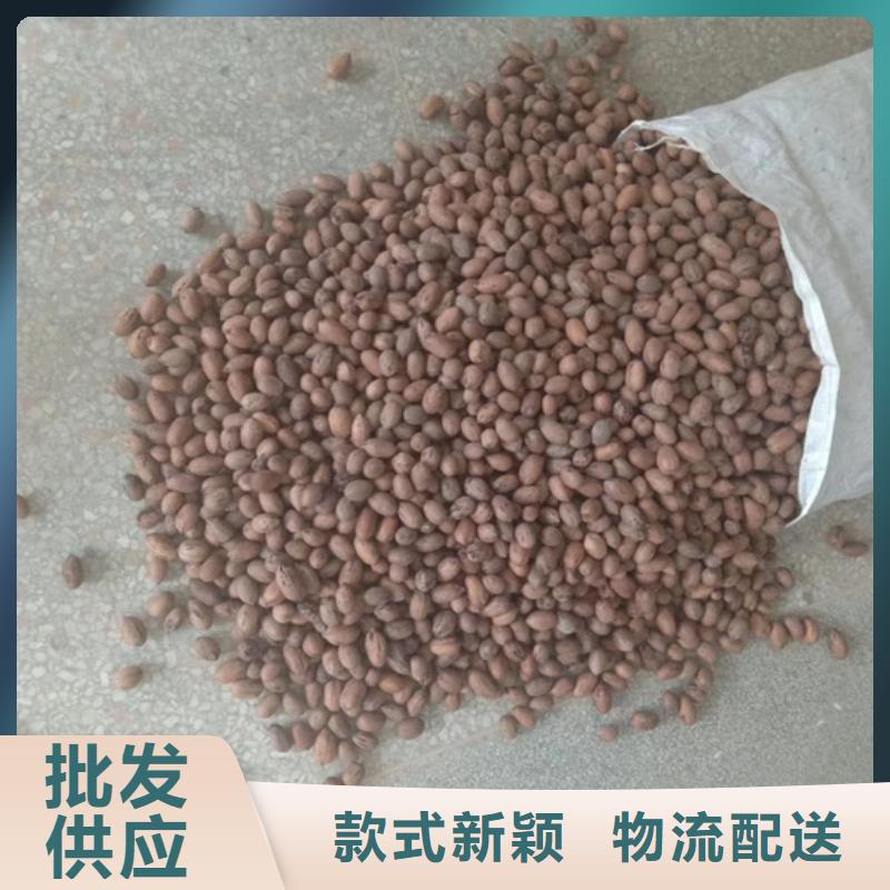碧根果樱桃苗放心购