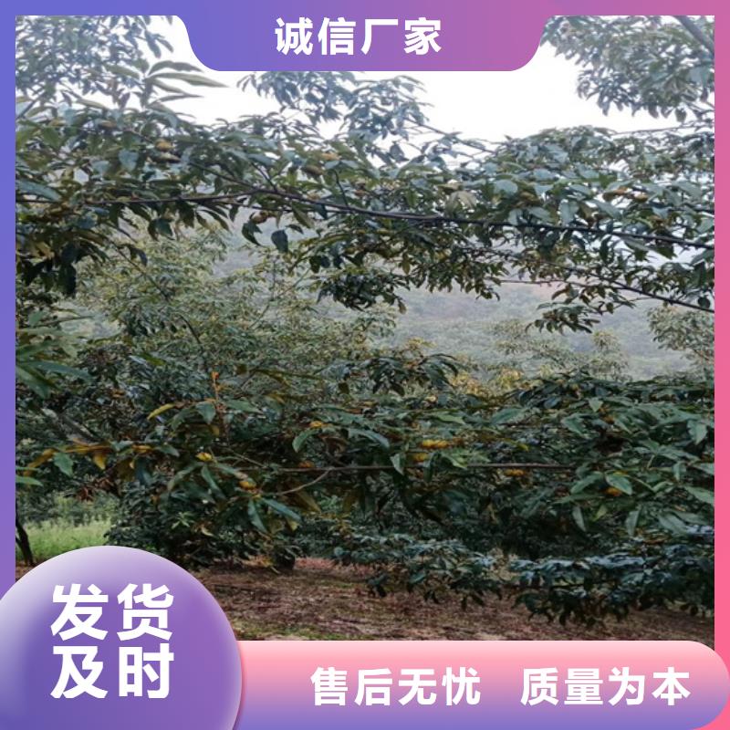 碧根果蓝莓苗厂家精选