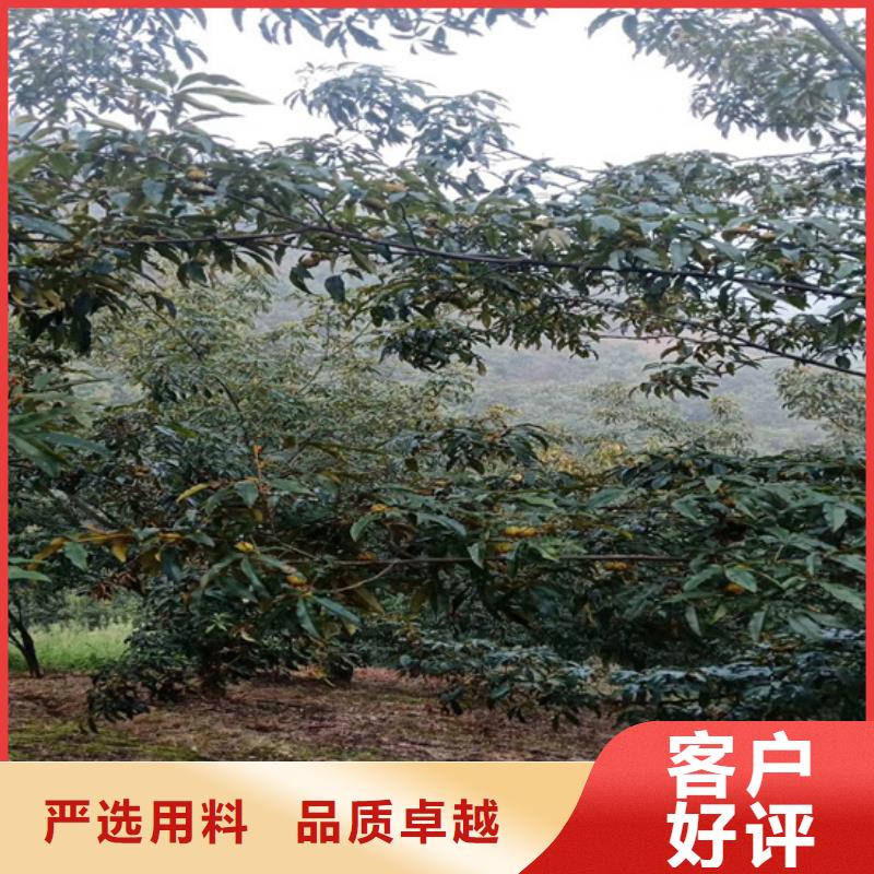 碧根果梨樹苗專業(yè)完善售后