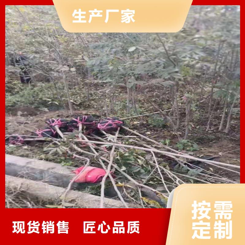碧根果3公分软籽石榴苗商家直供