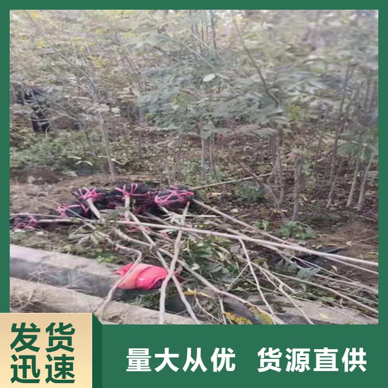 碧根果_蘋果苗優(yōu)選貨源