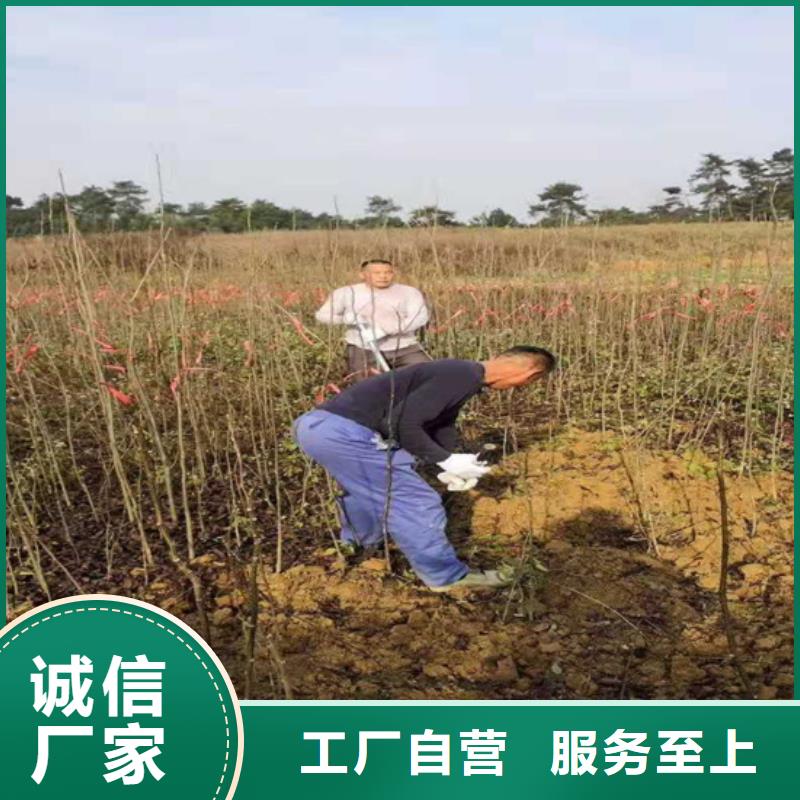 碧根果藍(lán)莓苗廠家精選