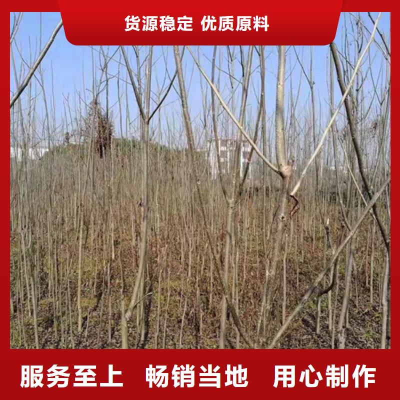 碧根果藍(lán)莓苗廠家精選
