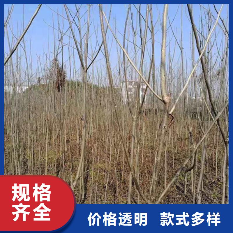碧根果樱桃苗放心购