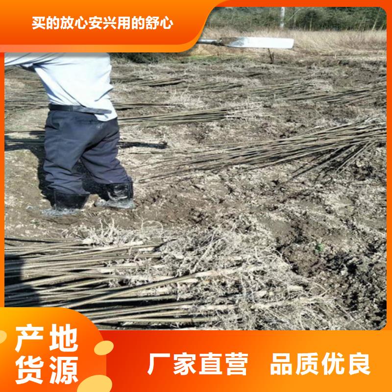 碧根果石榴树源头直供