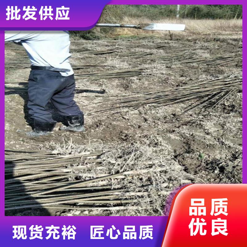 碧根果3公分软籽石榴苗商家直供