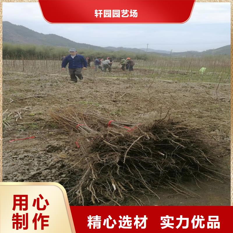 碧根果櫻桃苗定制零售批發(fā)