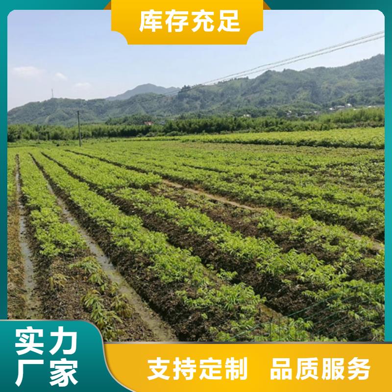 碧根果蓝莓苗厂家精选